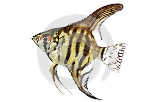 Tiger Marble angelfish pterophyllum scalare aquarium fish isolated on white