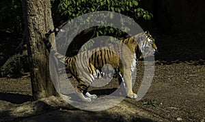 Tiger marking its territory