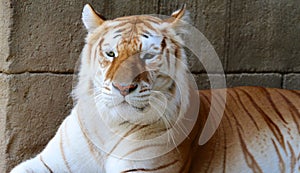 Tiger at the Memphis Zoo