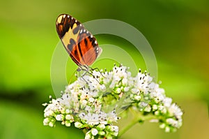 Tiger mimic buterfly feeding in some wild flowers photo