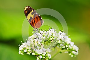 Tiger mimic butterfly feeding in some white flowers