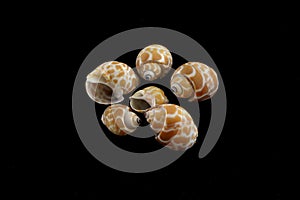 Tiger Moon Sea Shells