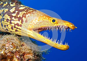 Tiger Moray