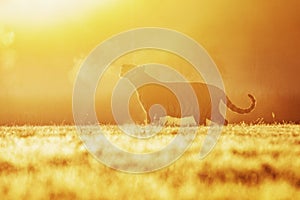 A tiger in the morning sun on a meadow. Silhouette of the Siberian tiger in the sun. Action wildlife scene, danger animal. photo