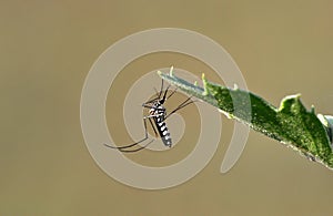 Tiger mosquito
