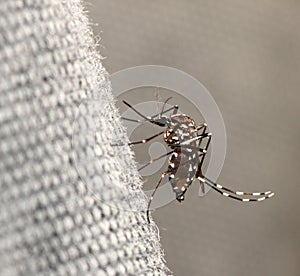 Tiger Mosquito