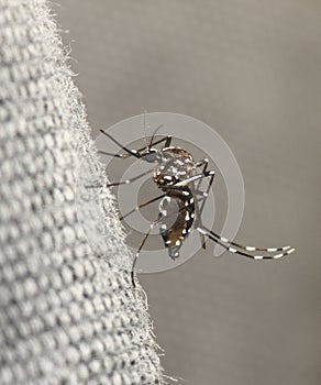 Tiger Mosquito