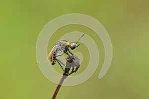 Tiger mosquito