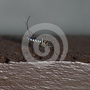 Tiger mosquito