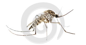 Tiger mosquito