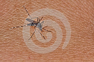 Tiger mosquito