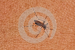 Tiger mosquito