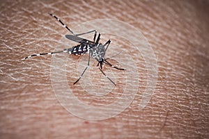 Tiger mosquito