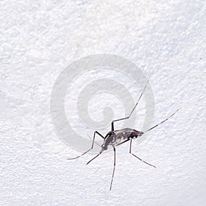 Tiger mosquito, Aedes albopictus.