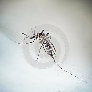 Tiger mosquito, Aedes albopictus.