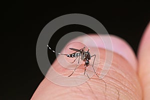 Tiger mosquito Aedes albopictus