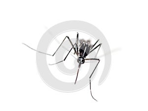 Tiger mosquito, Aedes albopictus. Advancing!