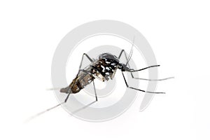 Tiger mosquito, Aedes albopictus. Macro. Profile.