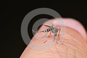 Tiger mosquito Aedes albopictus photo