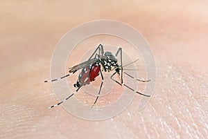 Tiger mosquito biting human skin