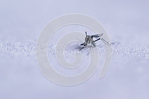 Tiger mosquito close-up