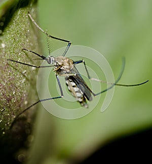 Tiger mosquito close up