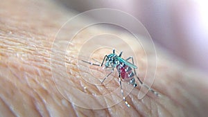 A tiger mosquito drinks blood