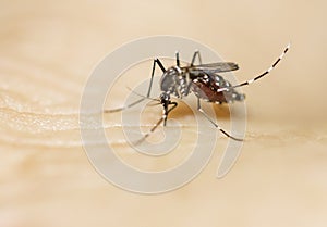 Tiger mosquito feeding on a hand