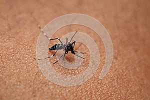 Tiger mosquito or forest mosquito on human skin