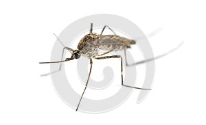 Tiger mosquito