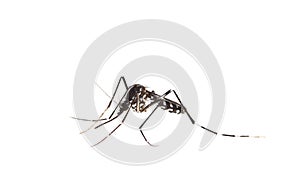 Tiger mosquito isolated on white background, Aedes albopictus
