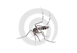 Tiger mosquito isolated on white background, Aedes albopictus