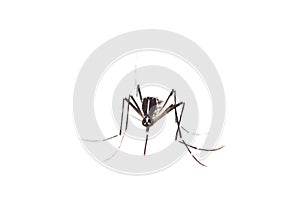 Tiger mosquito isolated on white background, Aedes albopictus