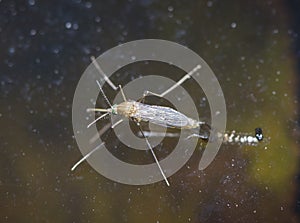 Tiger mosquito larva emerges from the water