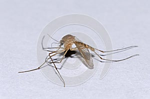 Tiger mosquito specimen in the foreground