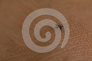 Tiger mosquito sucking blood on human skin