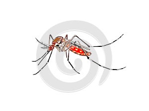 tiger mosquito on white background - 3d rendering