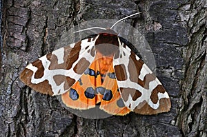 Tiger Moth