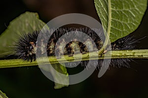 Tiger Moth Caterpillar