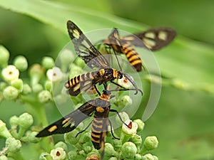 This Tiger Moth flaunts aposematic colors, a natural defense evolved to ward off predators with visual cues photo