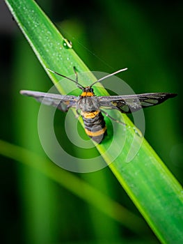 tiger moths