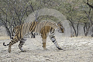 Tiger on the move in the forest of Ranthambore.