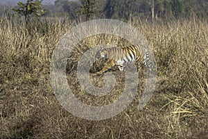 Tiger on the move in tall grass of Tadoba.