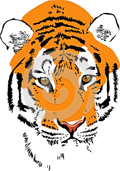 Tiger muzzle photo