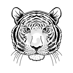 Tiger muzzle on white