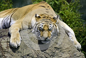 Tiger nap