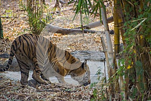 Tiger in the nature habitat. Thirsty Tiger male drinking water. Wildlife scene with danger animal. Hot summer in Rajasthan, India