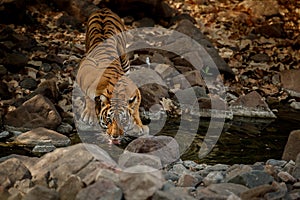 Tiger in the nature habitat. Tiger female in the water.