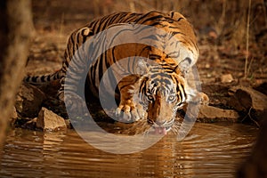 Tiger in the nature habitat. Tiger male in the water.