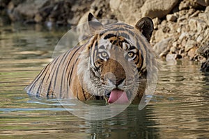 Tiger in the nature habitat. Tiger male in the water.